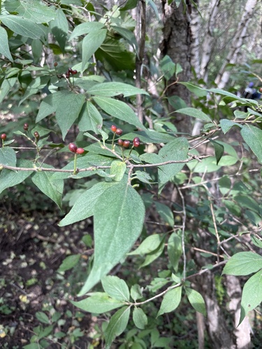 Lonicera chrysantha, photograph 6