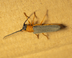 Oberea oculata
