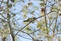 Lichmera indistincta limbata