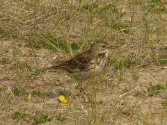 Anthus pratensis