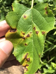 Cercospora moricola