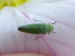 Graphocephala cythura