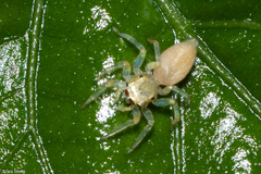 Chira