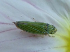 Graphocephala cythura