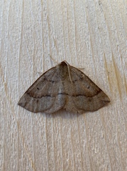 Metarranthis warneri