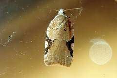 Acleris cervinana
