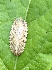 Epistrophella emarginata