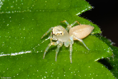Chira