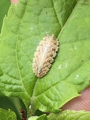 Epistrophella emarginata