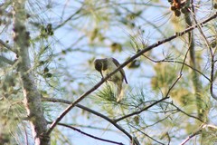 Lichmera indistincta limbata