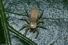 Chira