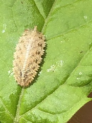 Epistrophella emarginata