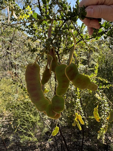 Acacia undulifolia observed 2024-08-30