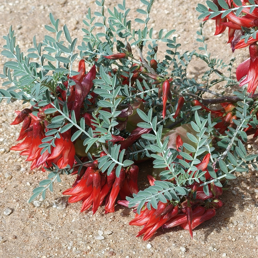 cancer bush from Namakwa District Municipality, 南非 on August 21, 2024 ...
