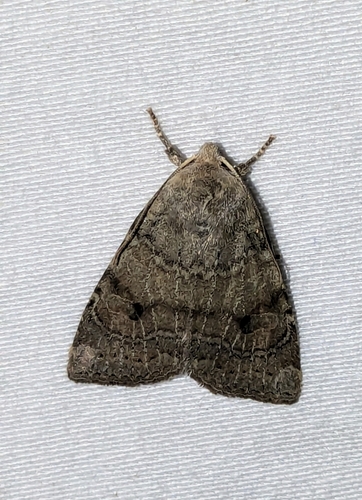 Poplar Catkin Sallow photo 5