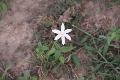Image of Zephyranthes traubii by (c) Texas Bird Family, some rights reserved (CC BY)