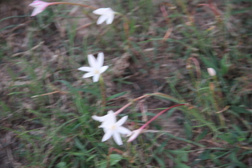 Image of Zephyranthes traubii by (c) Texas Bird Family, some rights reserved (CC BY)