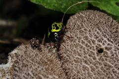 Calligrapha fulvipes