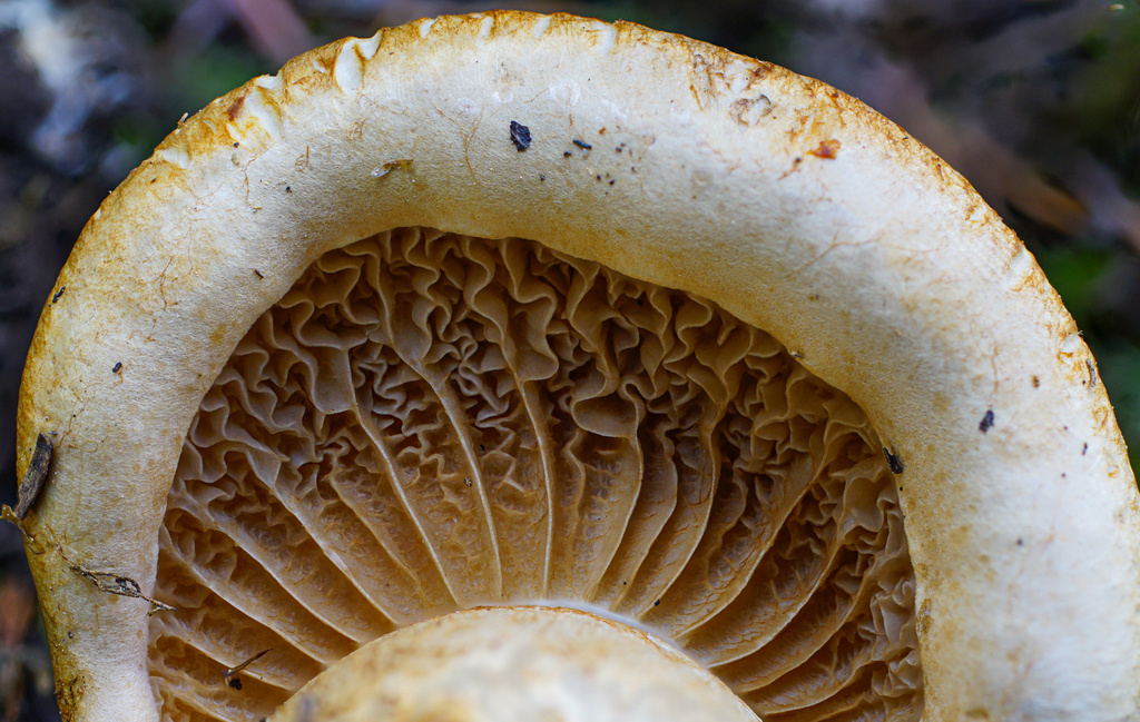 Phlegmacium badiolatum