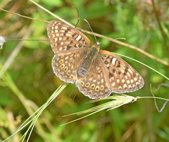Melitaea arduinna
