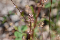 Plectritis congesta
