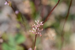 Plectritis congesta
