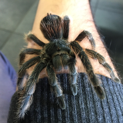 Dugesiella anitahoffmannae