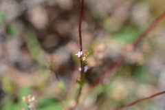 Plectritis congesta