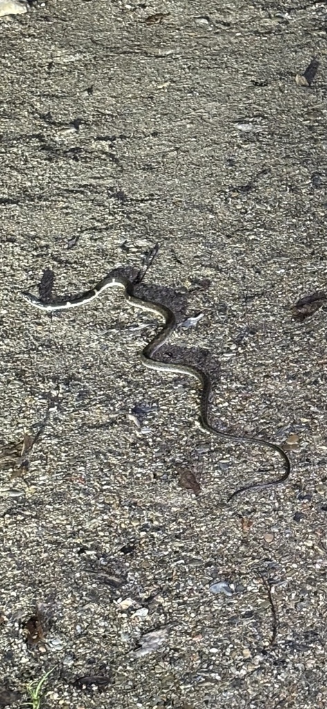 Pryer's Keelback