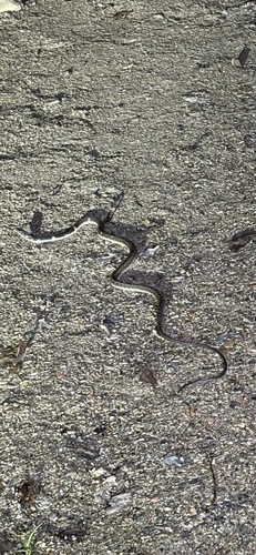 Pryer's Keelback
