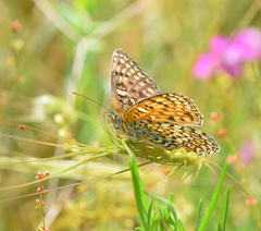Melitaea arduinna