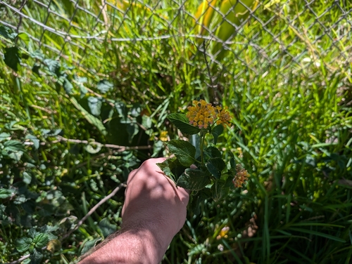 Lantana montevidensis observed 2024-09-04