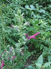 Salvia pentstemonoides