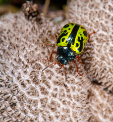 Calligrapha fulvipes