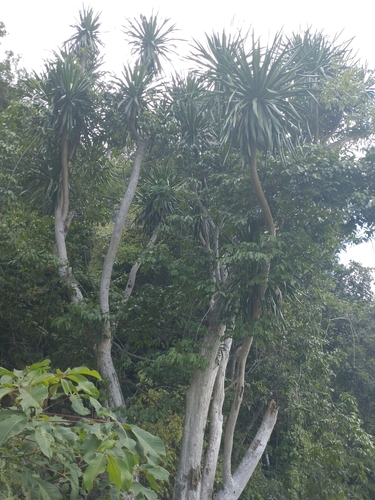 Image of Dracaena cochinchinensis by (c) Utain Pummarin, some rights reserved (CC BY)