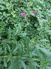 Salvia pentstemonoides