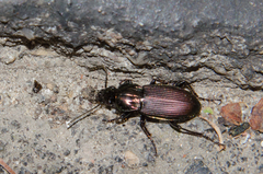Poecilus lepidus