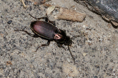 Poecilus lepidus