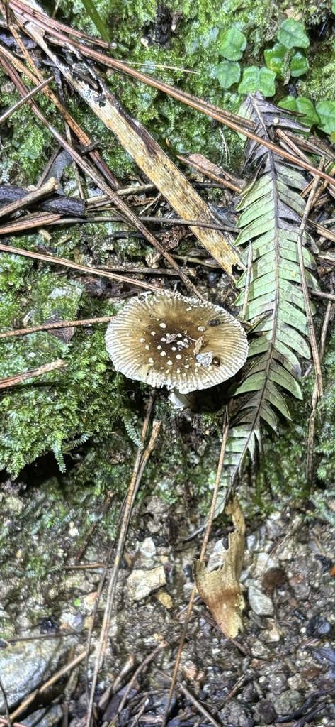 Amanita sychnopyramis · September 2024 · photo: © elyw (iNaturalist, cc-by)