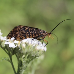Oligostomis pardalis
