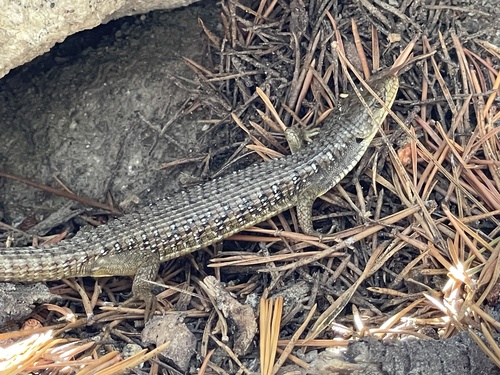 iNaturalist observation photo of Northern Alligator Lizard