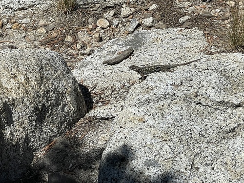 iNaturalist observation photo of Common Sagebrush Lizard