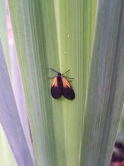 Pyromorpha dimidiata