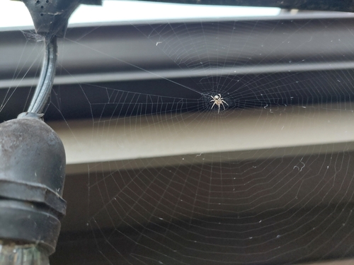 Silver-sided Sector Spider