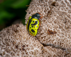 Calligrapha fulvipes