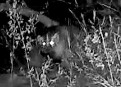 American Badger photographed in Nebraska