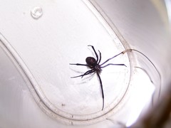 Latrodectus variolus