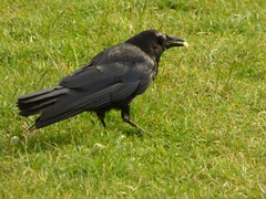 Corvus corone