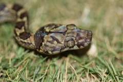 Lycodryas granuliceps