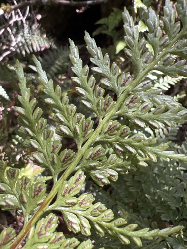 Asplenium sphenotomum